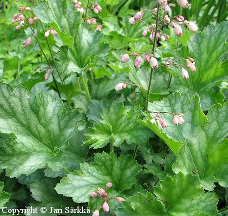Heuchera Strawberry Swirl tarhakeijunkukka